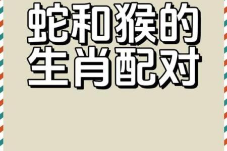 生肖配对表 猴和狗适合在一起吗