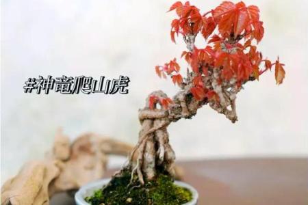 爬山虎的风水
