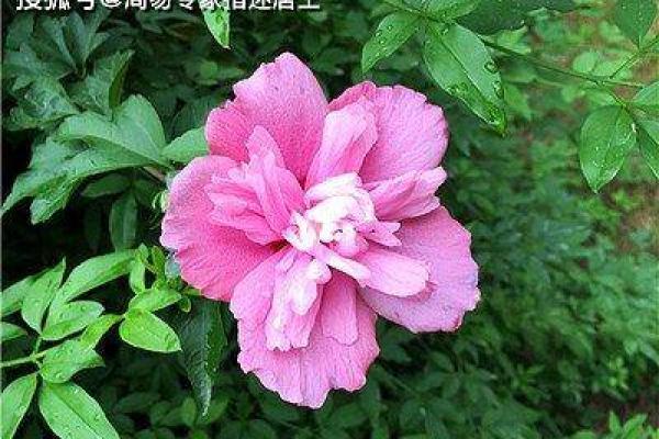 指迷居士算命吧,网络上算命居士可靠吗