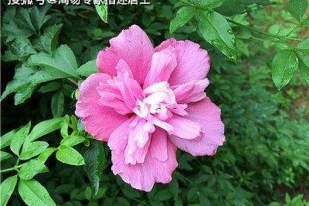 指迷居士算命吧,网络上算命居士可靠吗