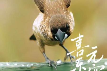 搞笑小鸟算命视频
