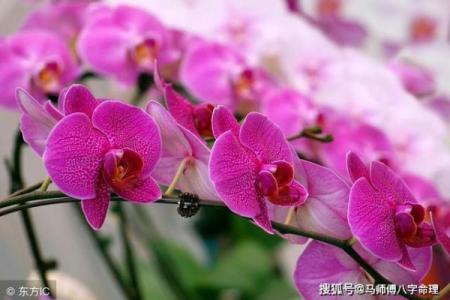 算命说桃花贵人在东北