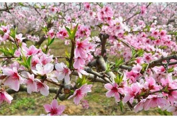 八字理论五朵桃花，分别是什么