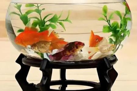 鱼缸在风水中的摆放