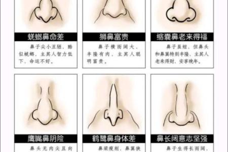 鼻头大的男人面相在风水中有哪些含义