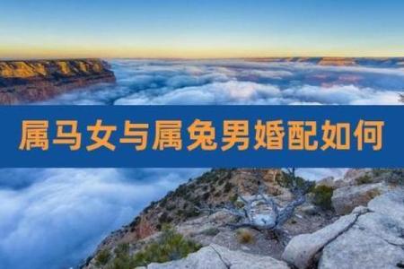 属兔的婚姻配对最佳