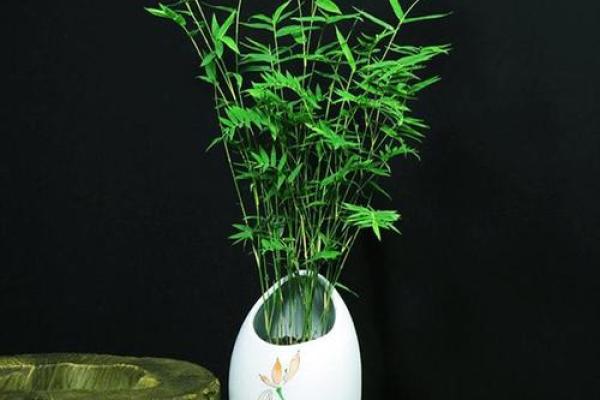 房子里生竹子好吗风水