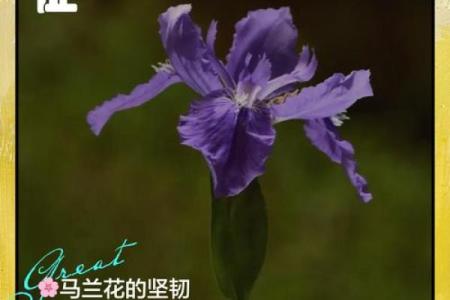 民间故事马兰花算命