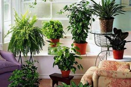 如何通过养植物改善室内风水