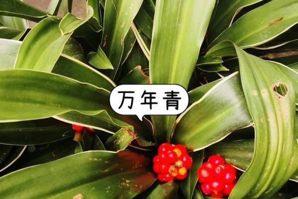 风水一年四季都不死的花都有哪些类型