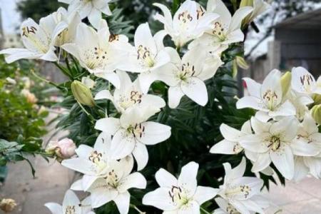 百合花有哪些风水作用