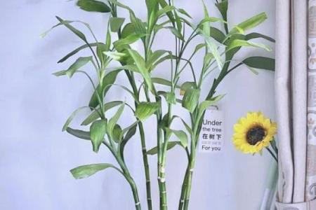 居家：富贵竹摆放在什么方位好