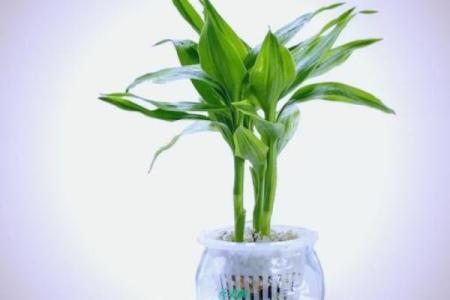 家庭绿植风水 家庭绿植风水好