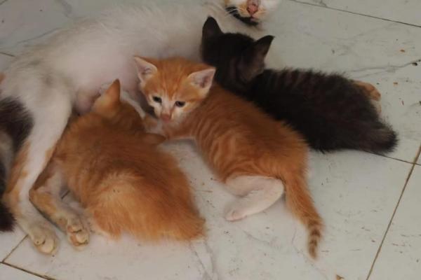 养黄猫的风水 家里养二只猫风水好不好