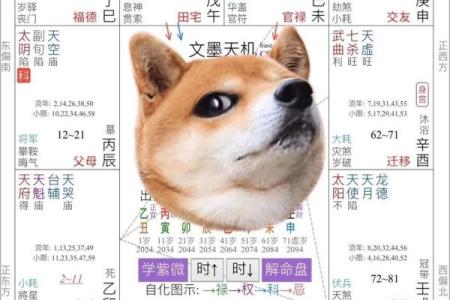 紫薇斗数有钱女命