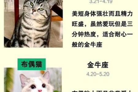十二星座适合养的宠物