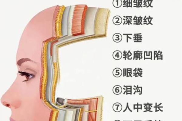 面部衰老八字图