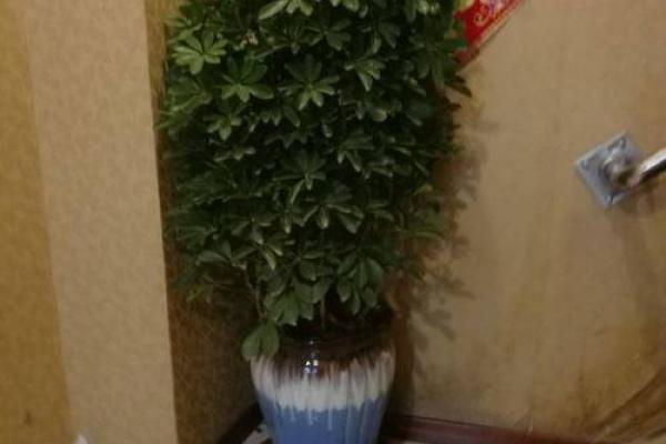 公司摆放风水禁忌 摆放什么植物可以招财