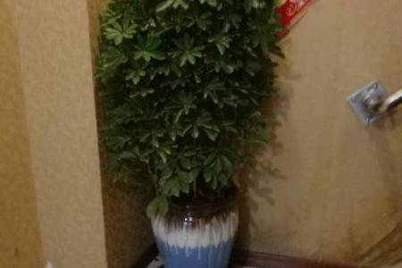 公司摆放风水禁忌 摆放什么植物可以招财