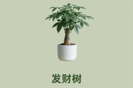 买了发财树，不要把方位摆错了