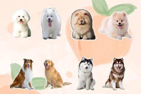 十二星座儿童最适合养什么茶杯犬呢
