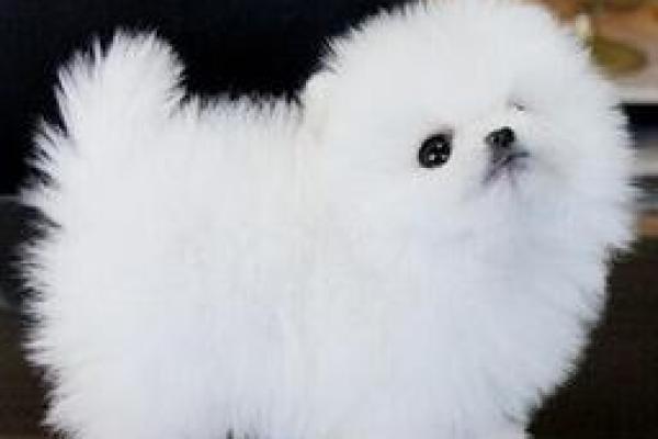 十二星座儿童最适合养什么茶杯犬呢
