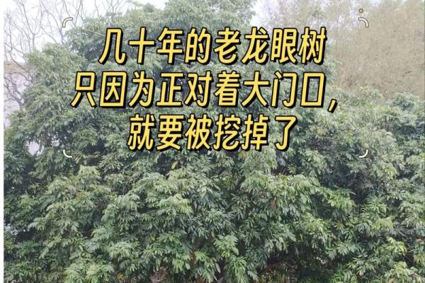 家里种龙眼树影响风水 家里种龙眼树影响风水嘛
