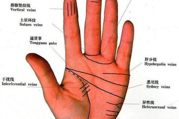 图解：手相手腕线算命