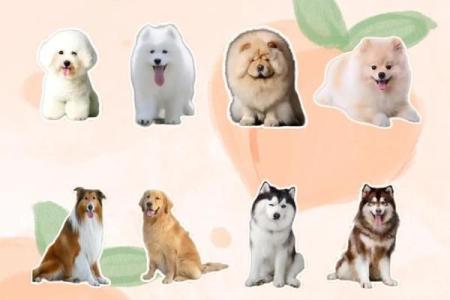 十二星座儿童最适合养什么茶杯犬呢