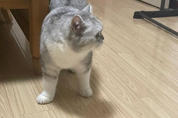 狗八字腿