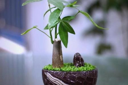 办公室摆放吉祥树好处摆放风水植物
