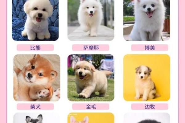 12星座适合养哪种宠物狗