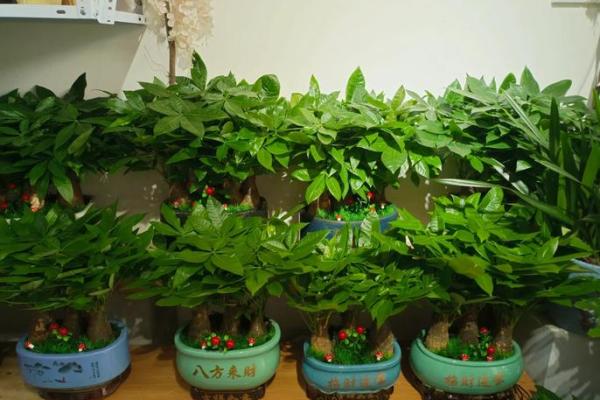 发财树风水摆放位置