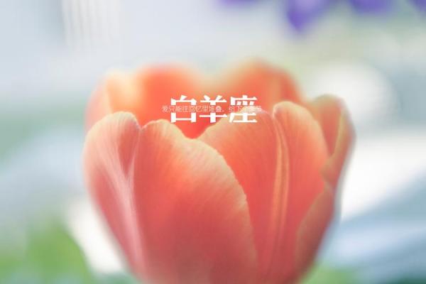 十二星座英文壁纸：美丽的星座艺术品赏析