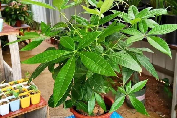 买了“发财树”，别把方位摆错