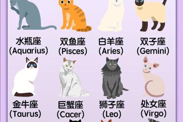 十二星座适合养什么便宜的猫咪和宠物