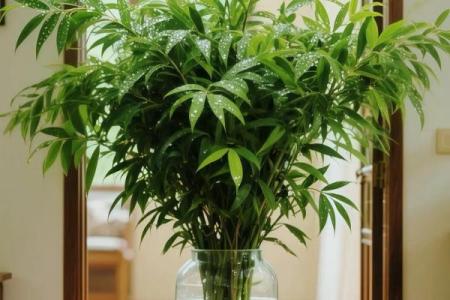 办公室风水绿植有哪些选择适合