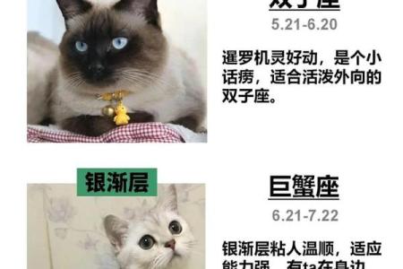 十二星座适合养什么便宜的猫咪和宠物