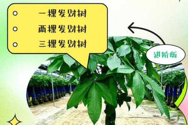 做生意的风水禁忌，想发财必看