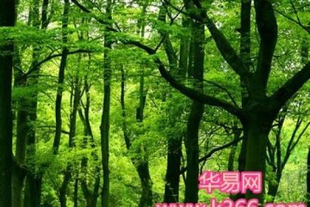 算命树的说法