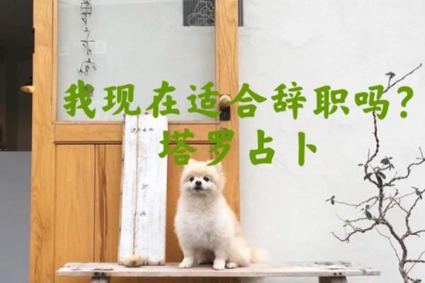 塔罗测试我应该辞职吗