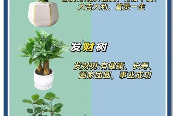 室内盆栽植物的介绍和风水作用