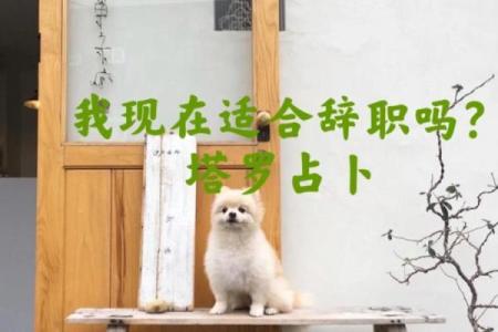 塔罗测试我应该辞职吗