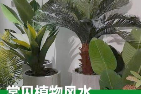 室内盆栽植物的介绍和风水作用