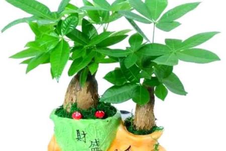 风水做生意家里养什么花好可以有利于财运