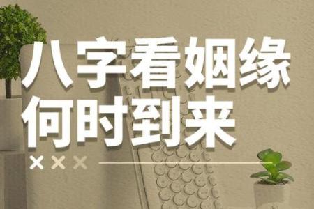 掌握八字命理，测算恋爱婚姻，看透桃花姻缘，预知离婚走向