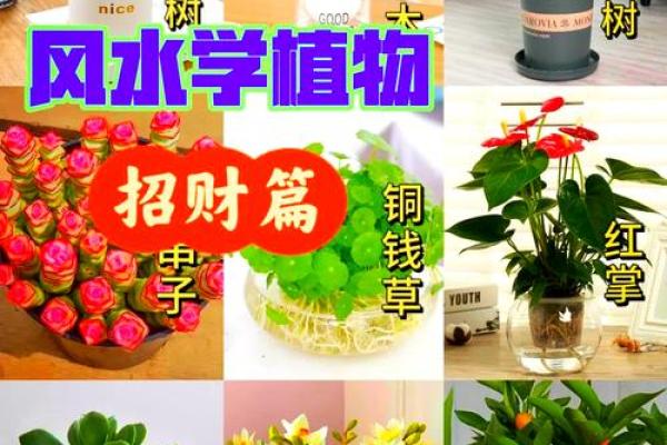 家居招财旺财的风水方法有哪些