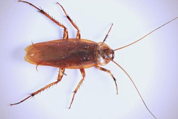 十二星座中的食物链有哪些 十二星座中的食物链有哪些