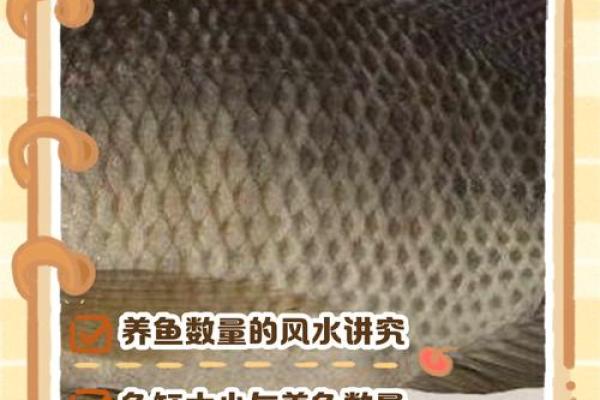 养鱼养几条好-千万注意条数对风水也有大影响